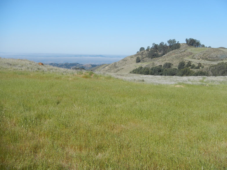 Spirit Pine Sanctuary landscape