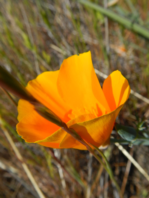 Wild Poppies