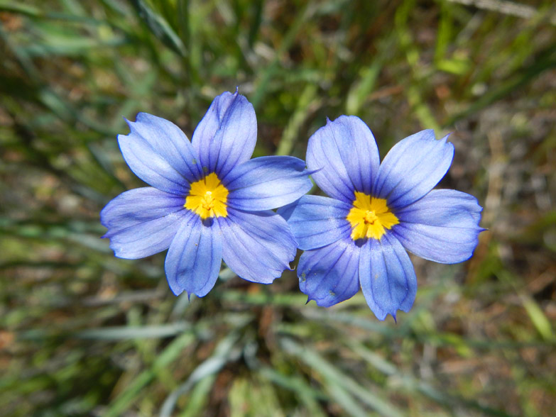 Awee.... wild flowers of the Spring