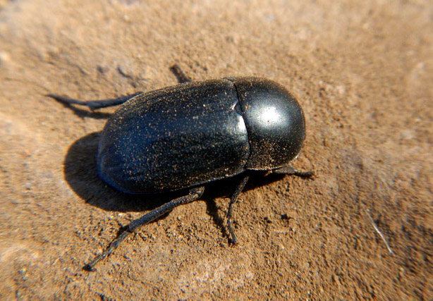 Earth that we use for building our home is also home to many creatures. This one is extra-cute!