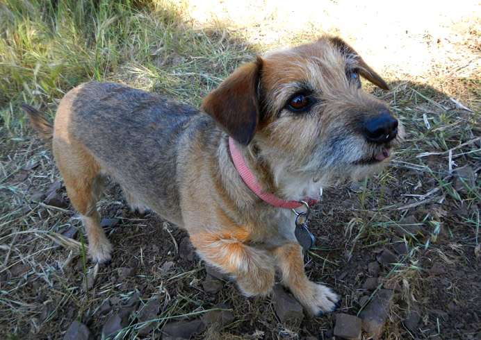 When we rest, we play fetch with Wednesday, she is the sweetest dog in the world.