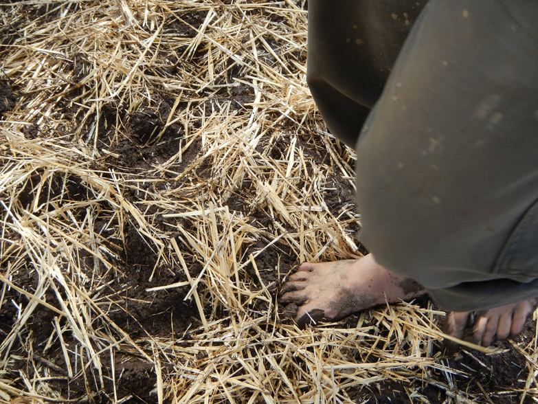 Once soil, clay, sand and water are well mixed, we add straw to create tensile strength within the structure.