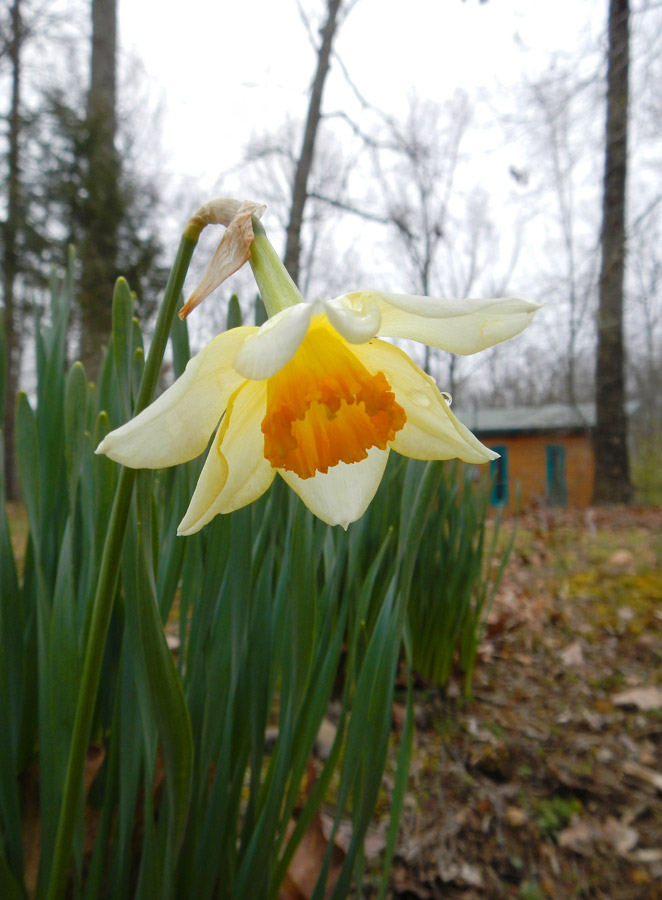 Spring flowers blooming at The Farm
