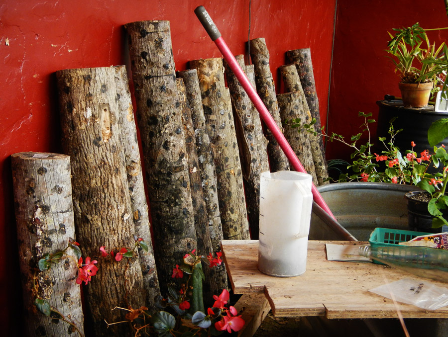 Shiitake mushroom logs in the strawbale greenhouse